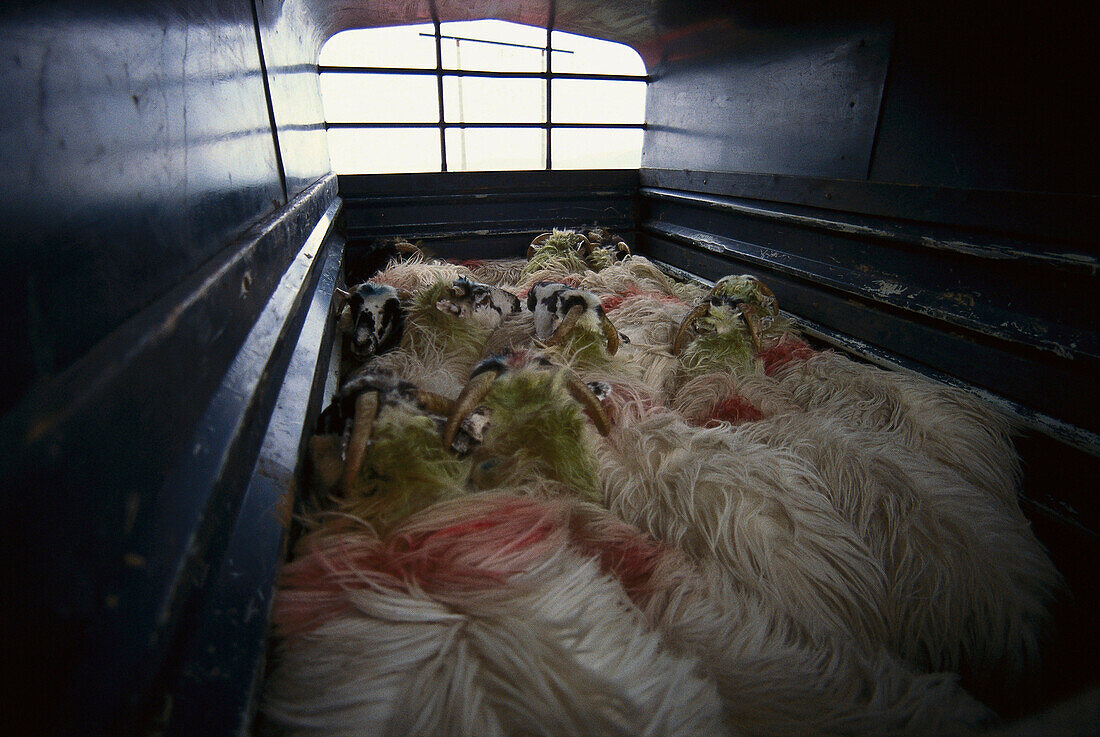 Tiertransporter mit Schafe, Tierschutz, Symbole