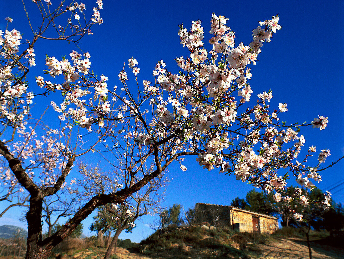 Country house with almond tree in blossom, Mallorca, Spain