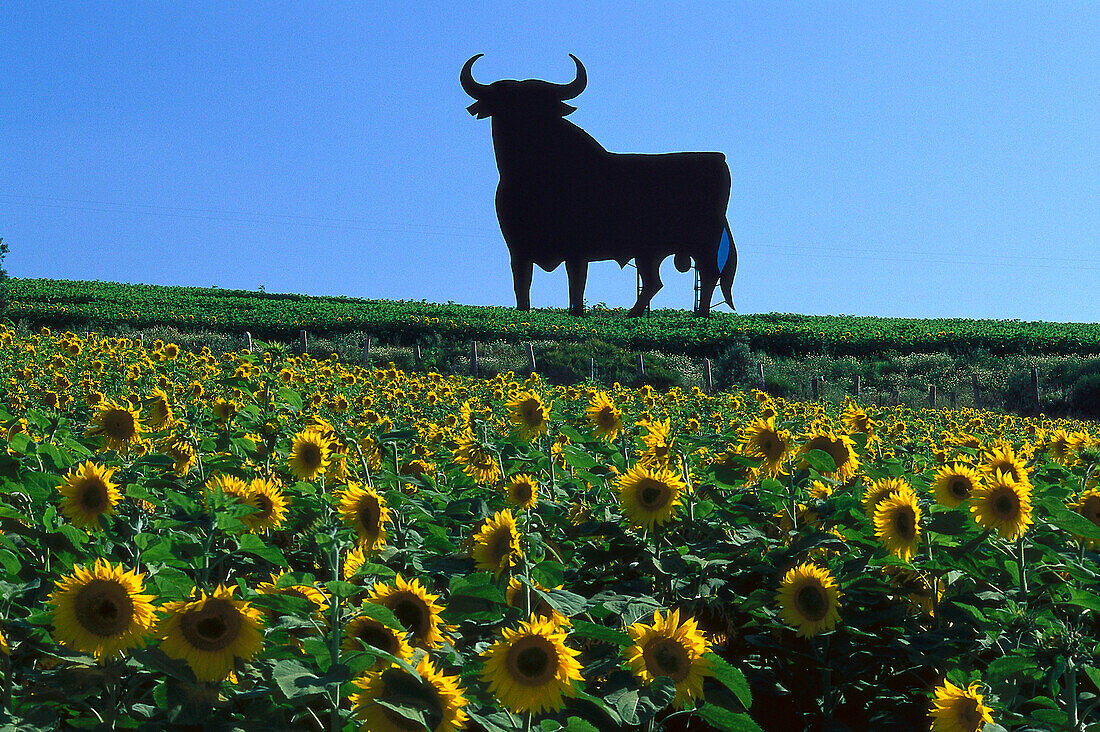 Sunflower field and silhouette of a bull in the sunlight, Cadiz, Andalusia, Spain, Europe