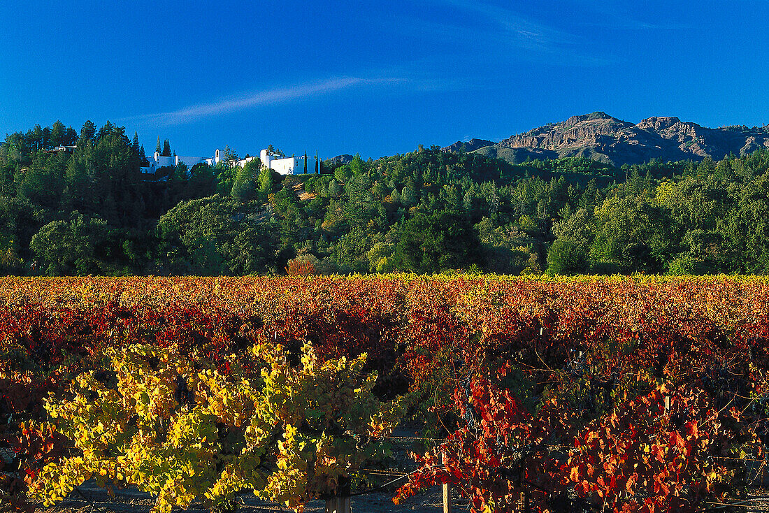 View at Sterling vineyards in the sunlight, Napa Valley, California, USA, America