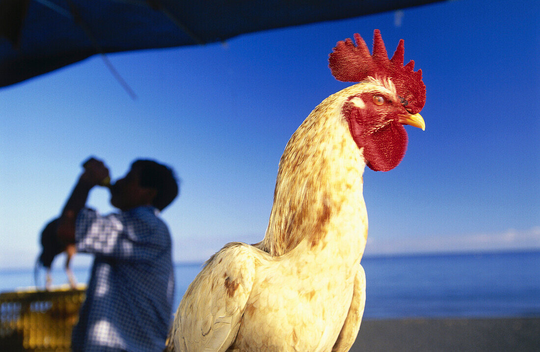 Cock and Salesman, Market in St. Paul, La Reunion