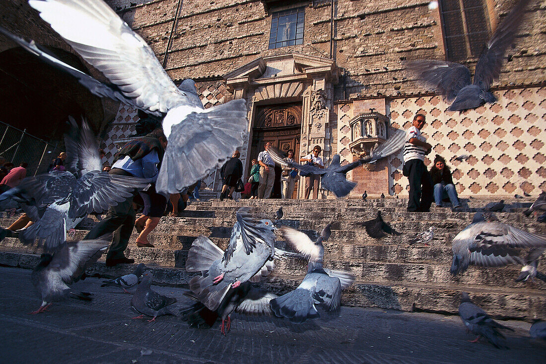 Tauben in der Nähe von Dom San Lorenzo, Perugia, Umbrien, Italien