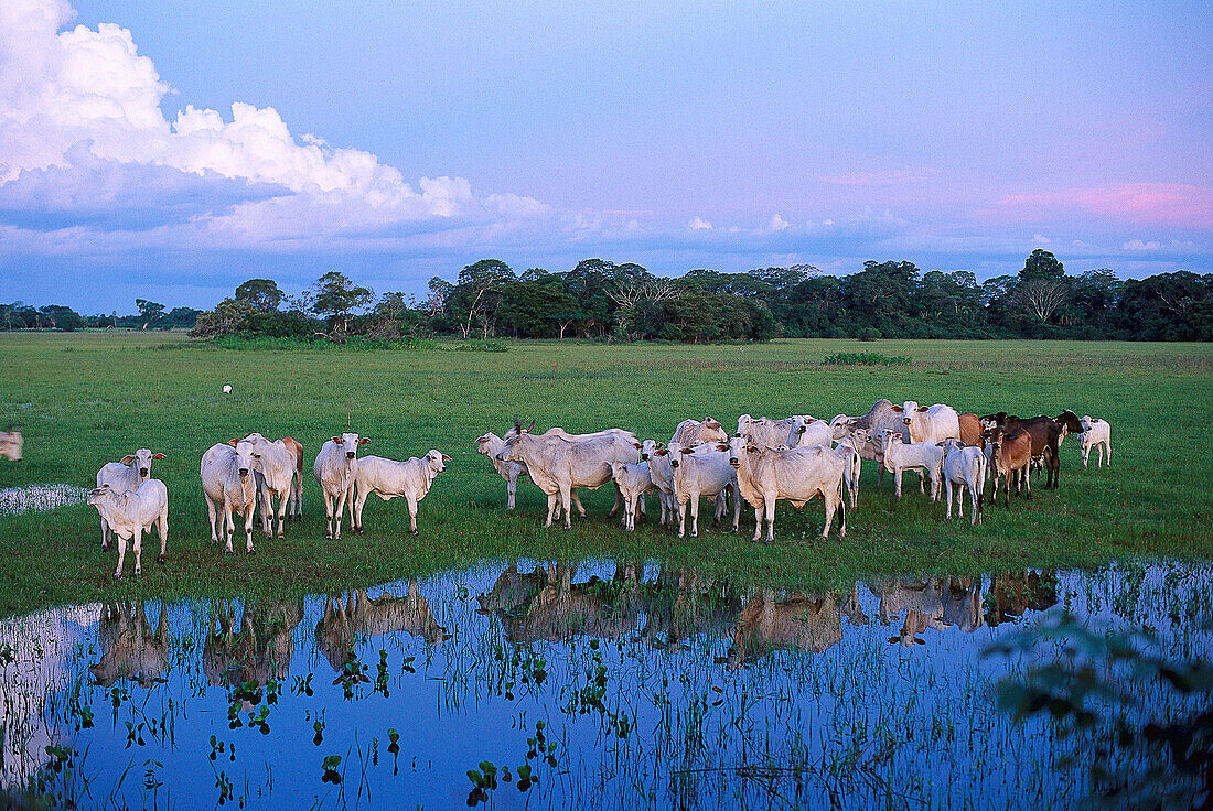 Rinderherde, Pantanal, Mato Grosso Brasilien