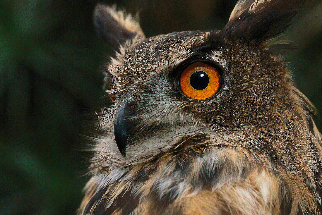 Close up of an Eagle owl, Owl, Bird of Prey, Animal