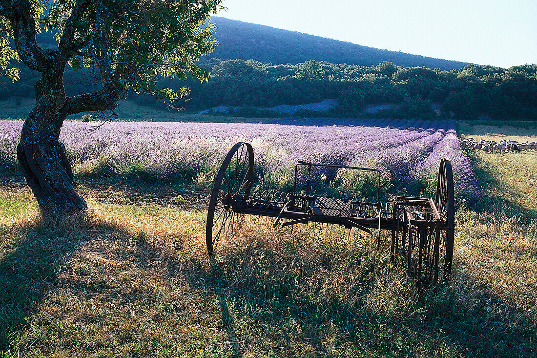 Heuwender vor Lavendelfeld, Alpes-de-Haute-Provence, Provence, Frankreich, Europa