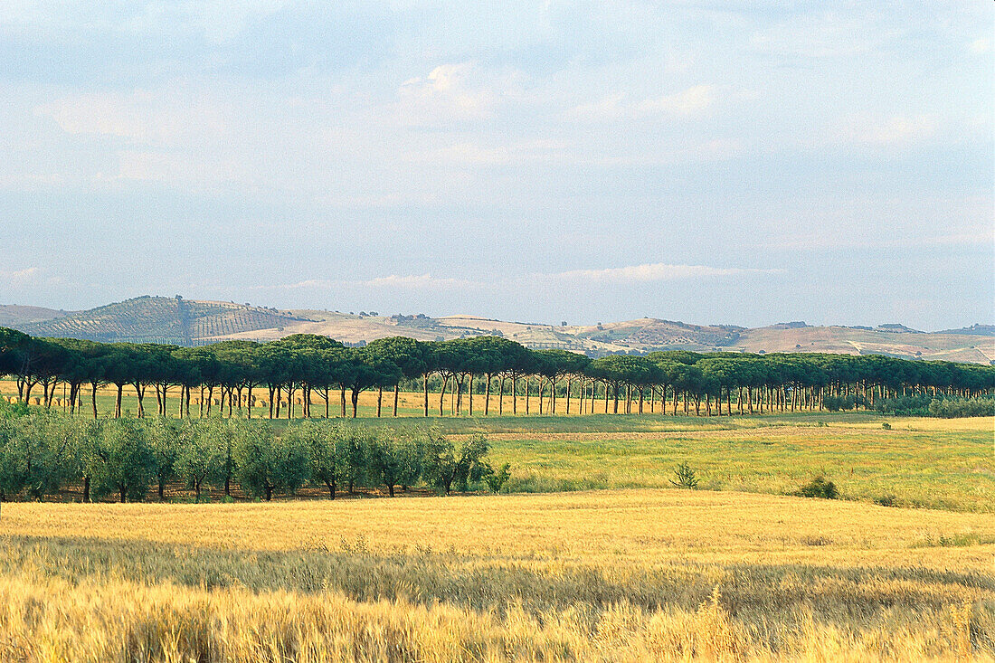 Felder, Pinienallee, Maremma Toskana, Italien