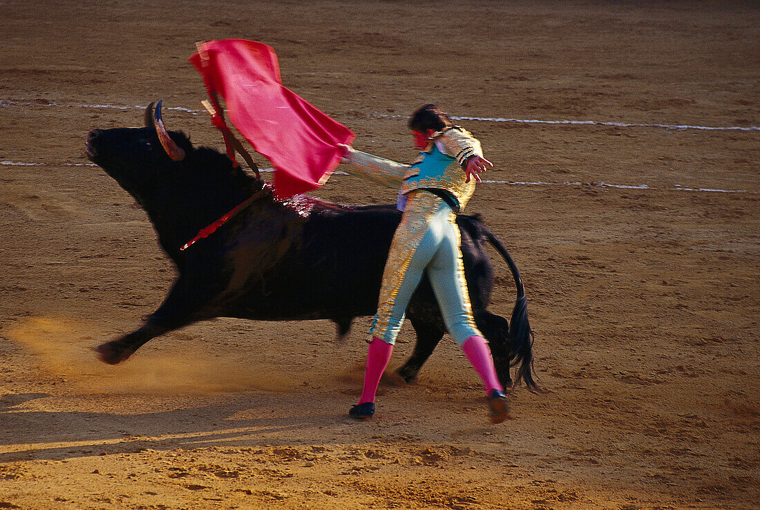 Man and bull at a bullfight, Corrida de Toros, Jerez de la Fronere, Cadiz province, Andalusia, Spain, Europe