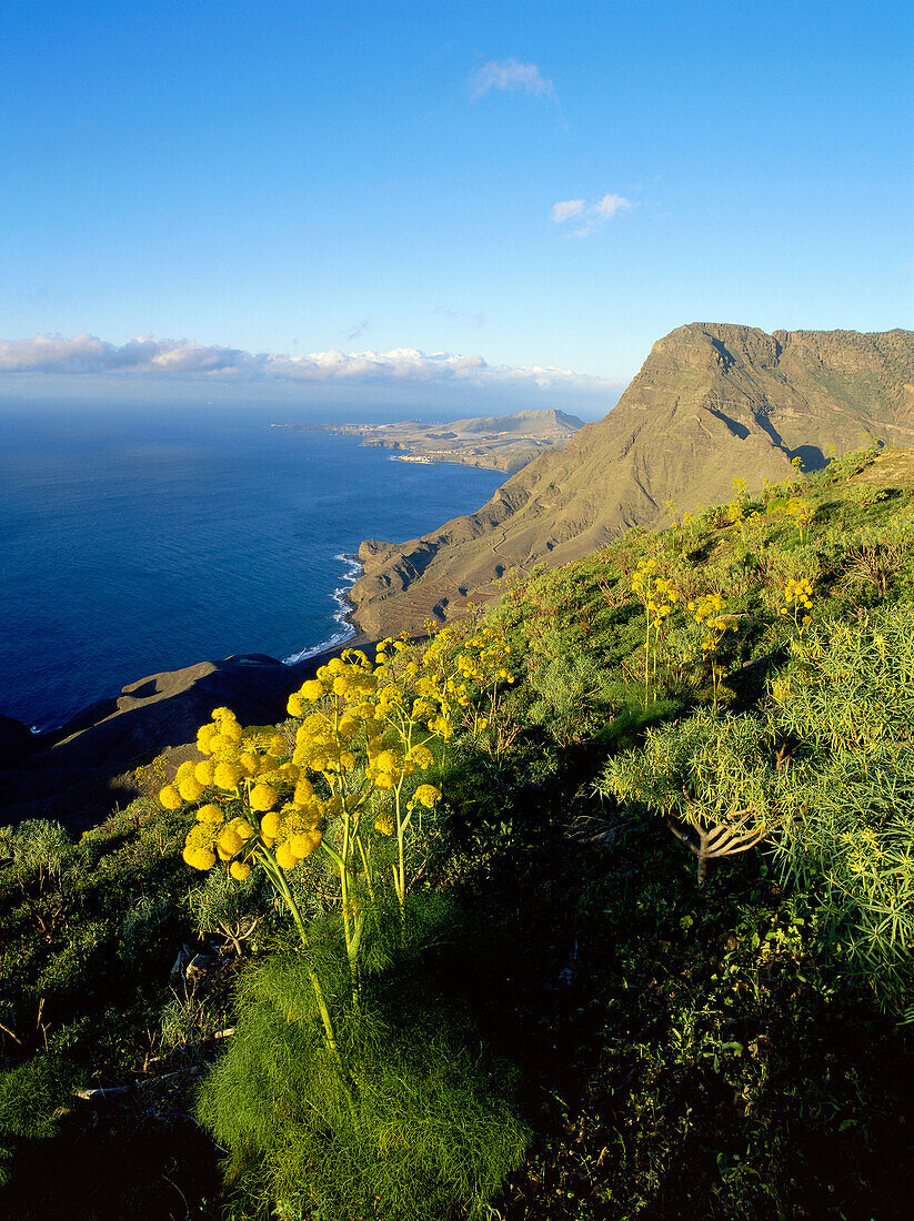 Steep coast with Puerto de las Nieves in the backgrund, Faneque mountain, Tamadapa natural park, west coast, Gran Canaria, Canary Islands, Atlantic Ocean, Spain