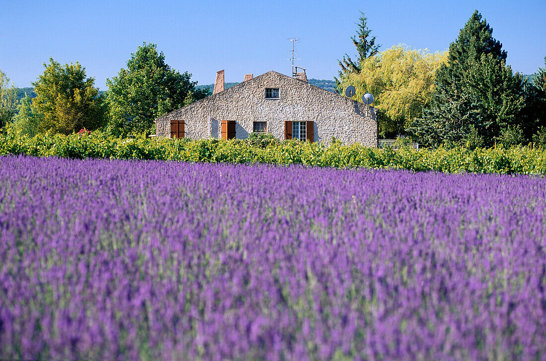 Cottage, Lavender Field, Provence, Frankreich