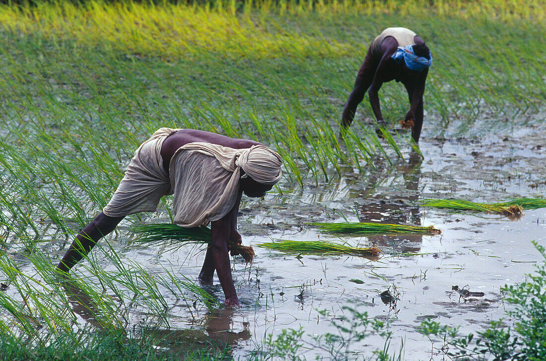 Menschen pflanzen Reiskeimlinge, Sitamarhi, Muzaffarpur, Bihar, Indien, Asien