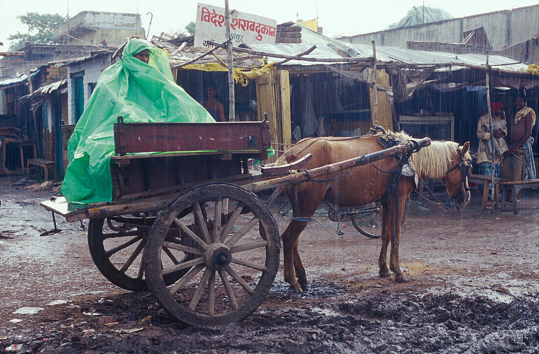 Kutsche, Plastikplanen, Monsun, in der Nähe von Muzaffarpur, Bihar, Indien
