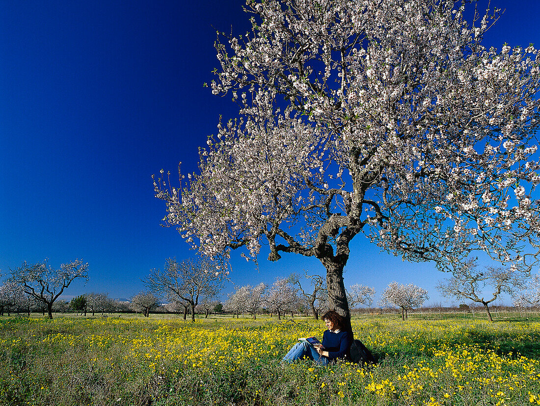 Woman sitting under blooming almond tree, Majorca, Spain