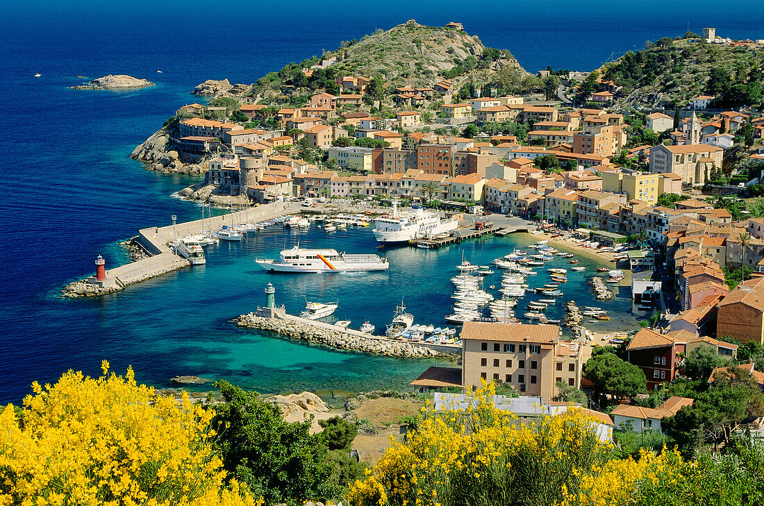 Blooming gorse, lat. Ulex, Giglio Porto, Isola del Giglio, Giglio Island, Tuscan Island, Mediterranean Sea, Tuscany, Italy