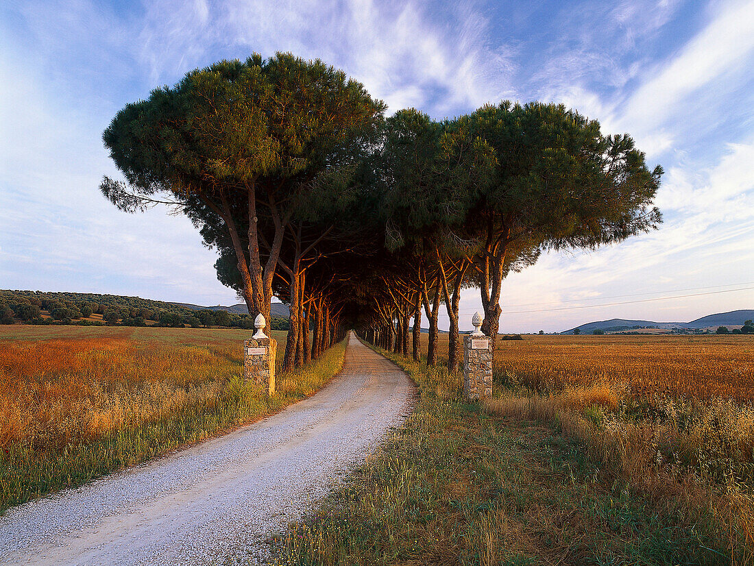 Pinienallee, Parco Naturale di Maremma, Naturschutzgebiet, Toskana, Italien