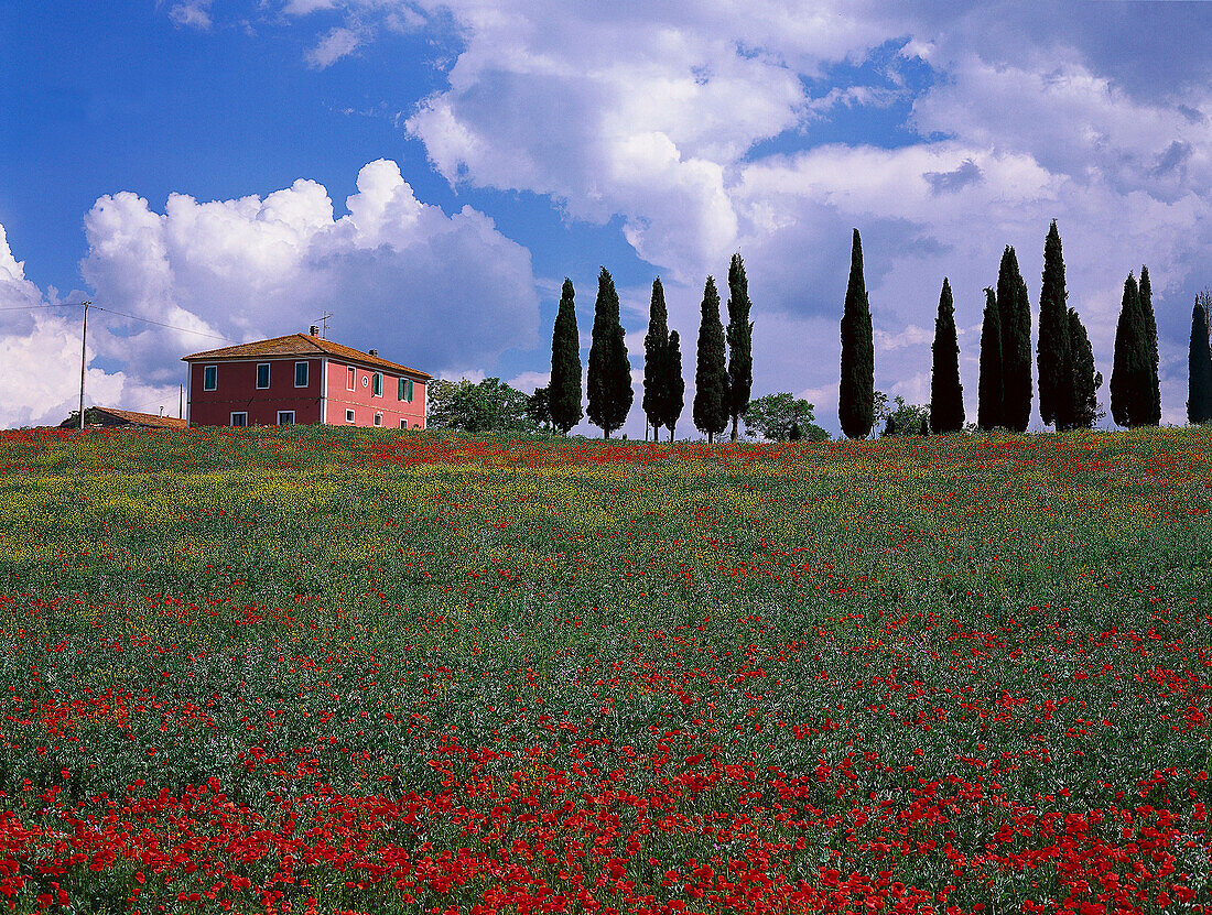 Poppy field and county house with cypresses, Val d´Orcia Tuscany, Italy