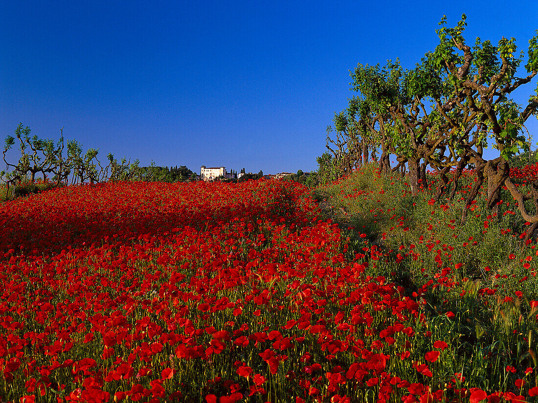 Poppy field and vine, Chianti Tuscany, Italy