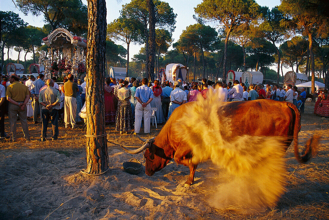 Unruhiger Ochse vor andächtigen Pilgern in der Morgensonne, Andalusien, Spanien