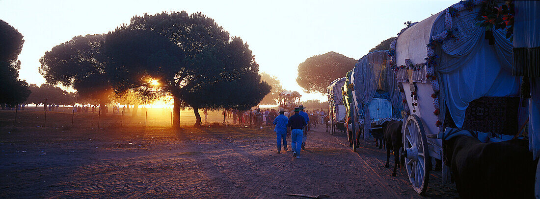 Pilgrims with oxcarts at sunset, Andalusia, Spain