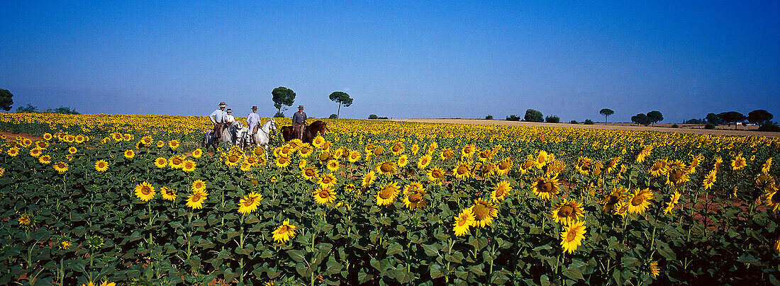 Riding across sunflower fields, El Rocío, Pilgrimage Andalusia, Spain