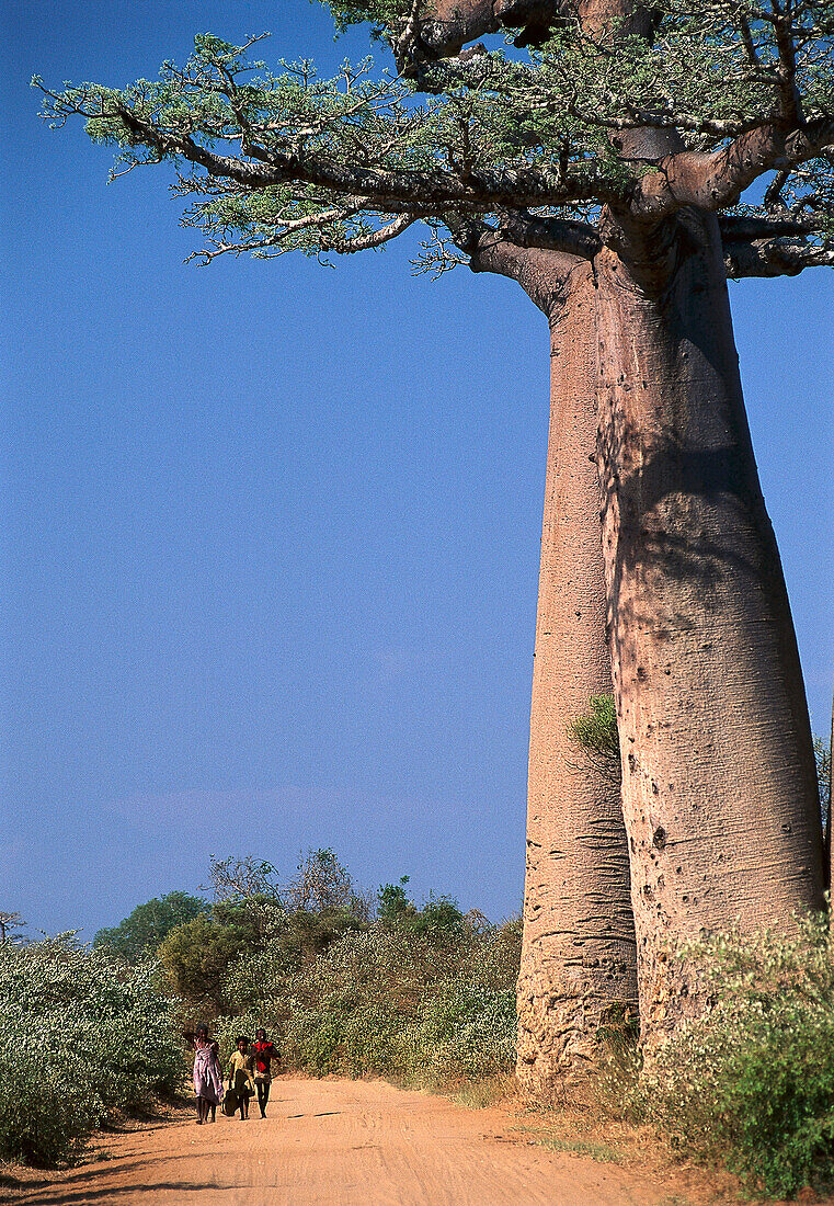 Baobabs bei Morondava, Madagaskar