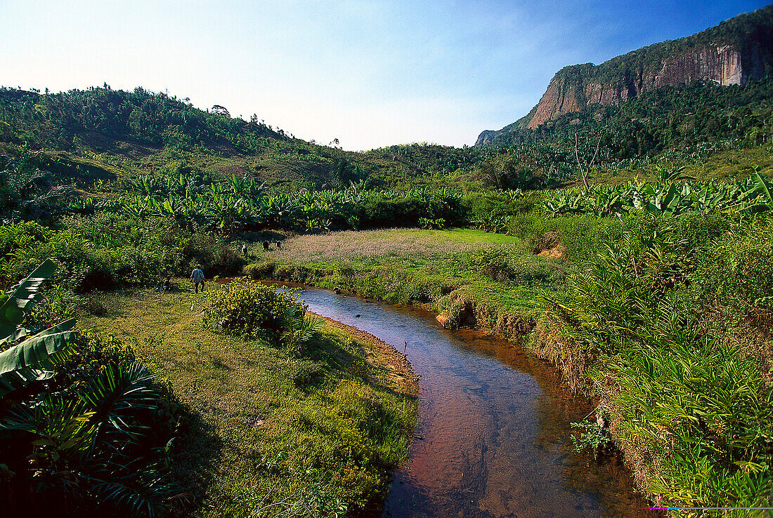 Easter highlands, Banana fields, Madagascar