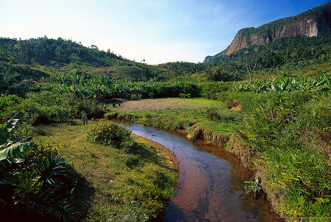 Östliches Hochland, Bananenfelder, Madagaskar