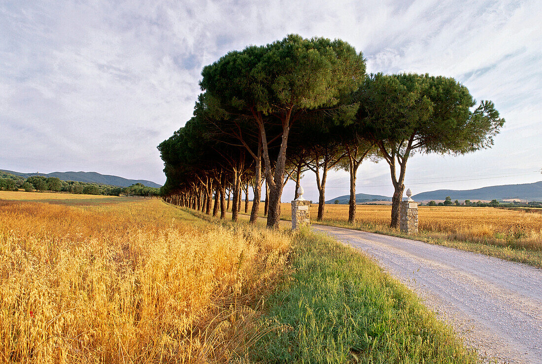 Pinienallee, Parco Naturale di Maremma, Naturschutzgebiet, Toskana, Italien