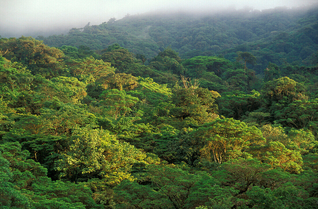 Bäume im Nebelwald Reservat, Santa Elena, Costa Rica, Mittelamerika, Amerika