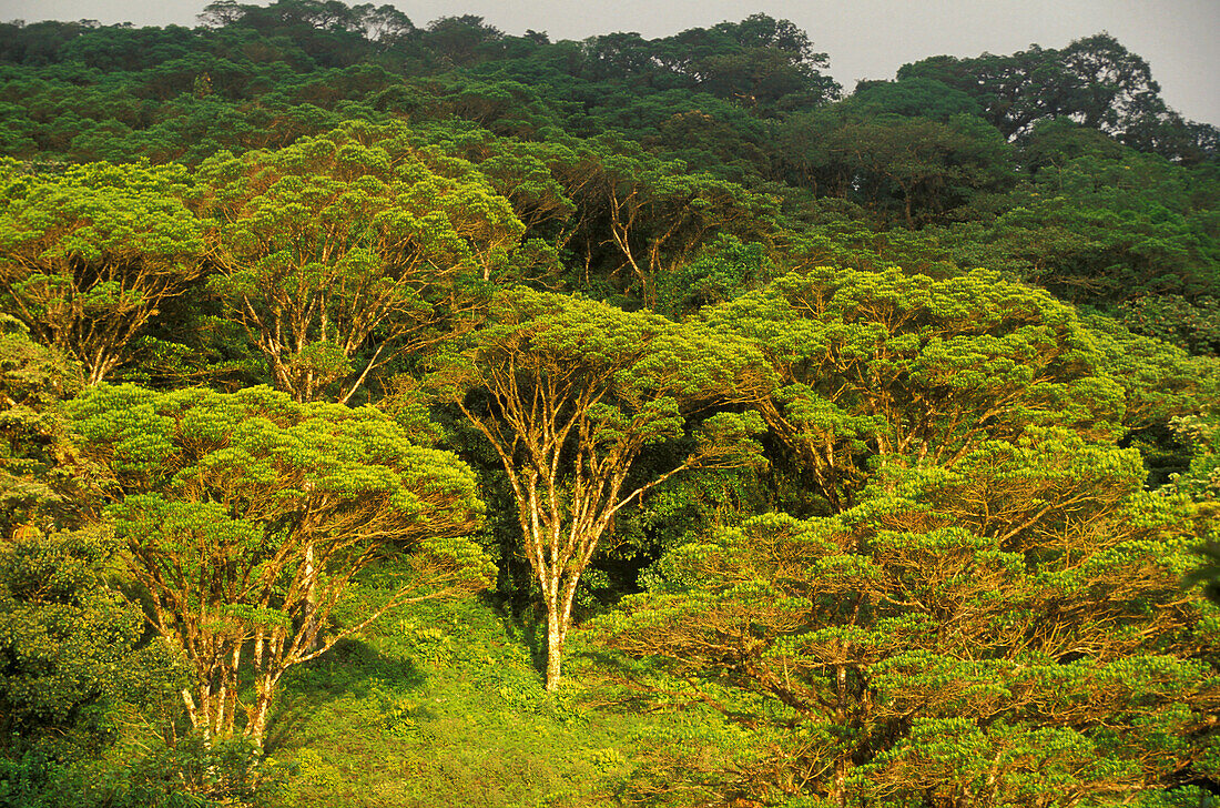 Bäume im Nebelwald Reservat, Santa Elena, Costa Rica, Mittelamerika, Amerika