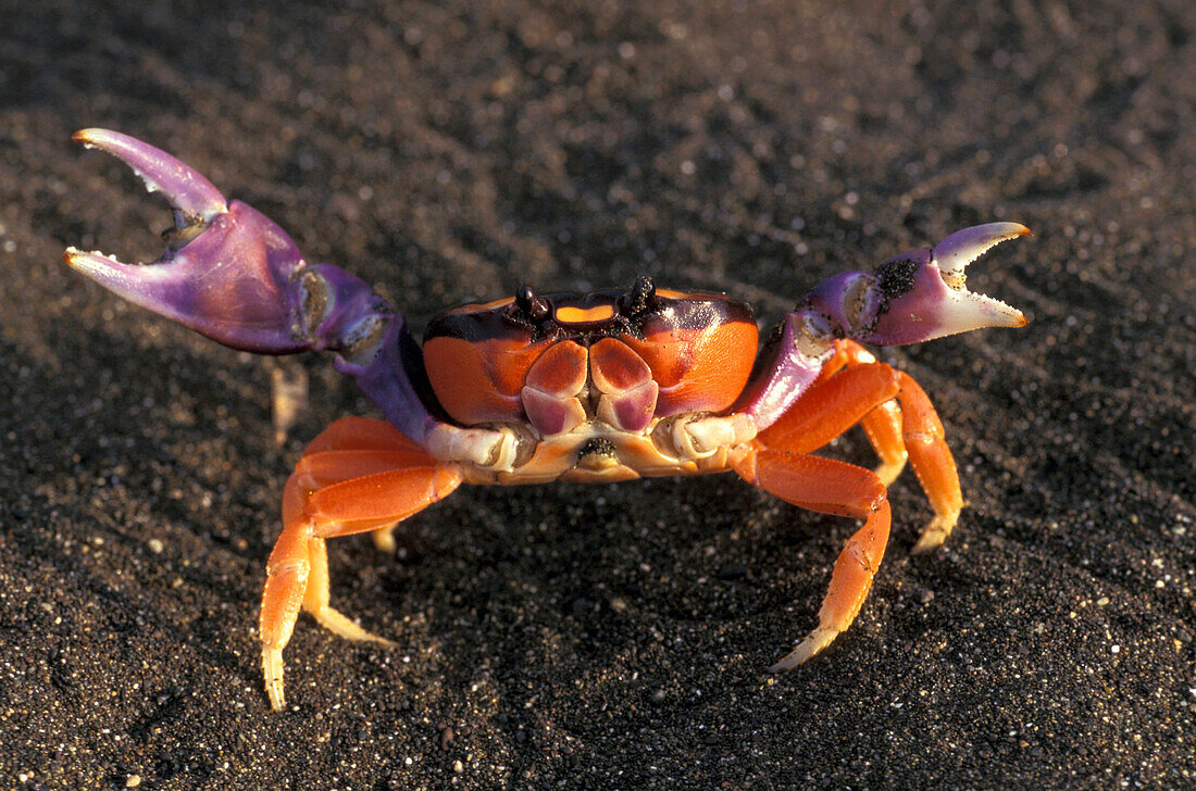 Nahaufnahme einer Krabbe am Strand, Playa Hermosa, Jaco, Costa Rica, Mittelamerika, Amerika