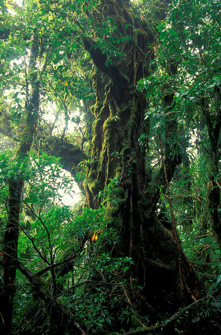 Overgrown tree at cloud forest reservation, Monteverde, Costa Rica, Central America, America