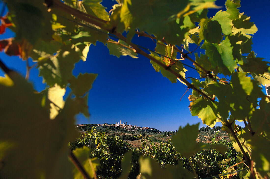 Weinberge mit Weinrebe, San Gimignano, Toscana, Italien