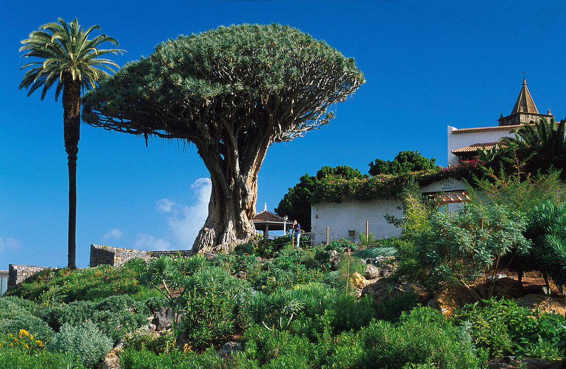 Tausendjaehriger Drachenbaum, Icod de los Vinos, Tenerife, Canary Islands, Spain