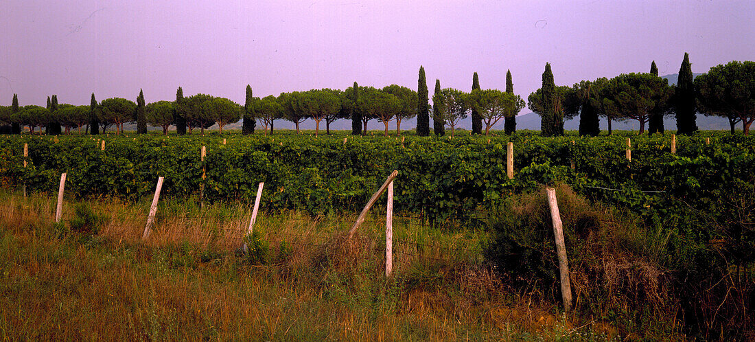 Zypressen, Pinien, Wein, Grosseto Toskana, Italien