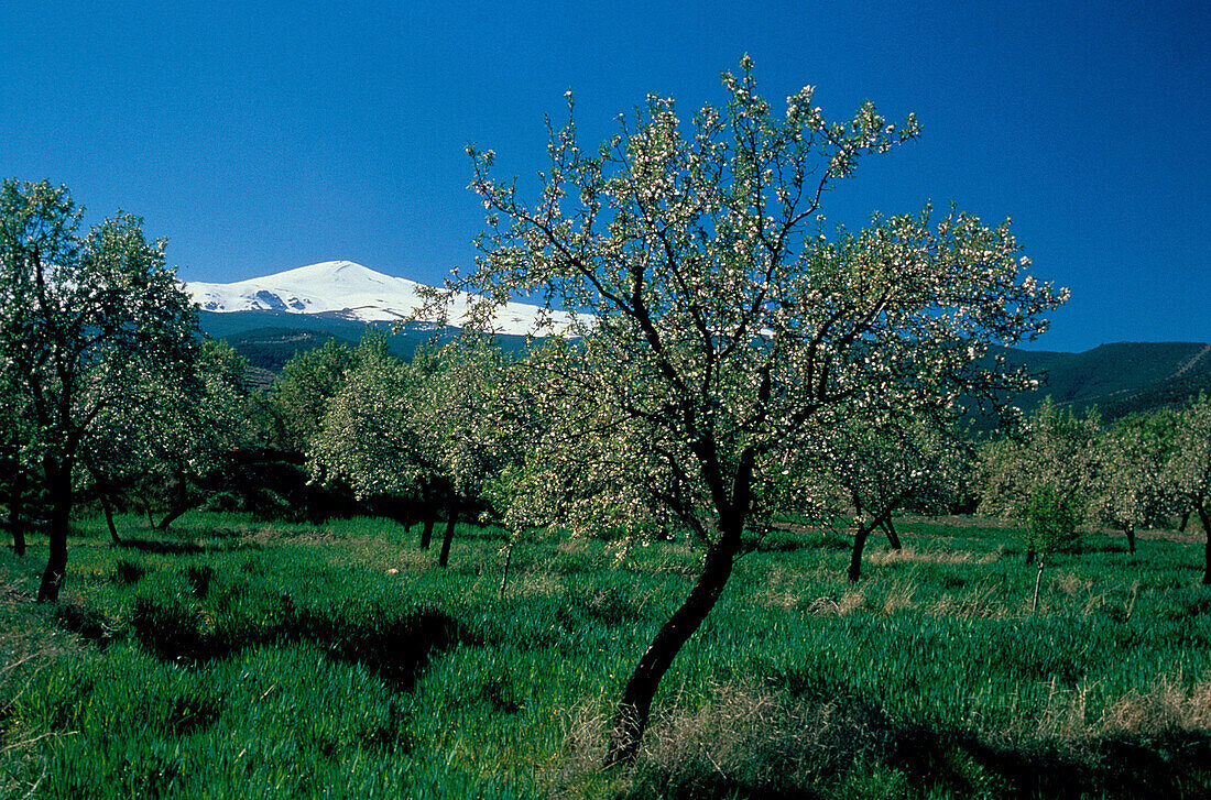 Mandelbluete bei Aldeire, Sierra Nevada, Prov.Granada Andalusien, Spanien