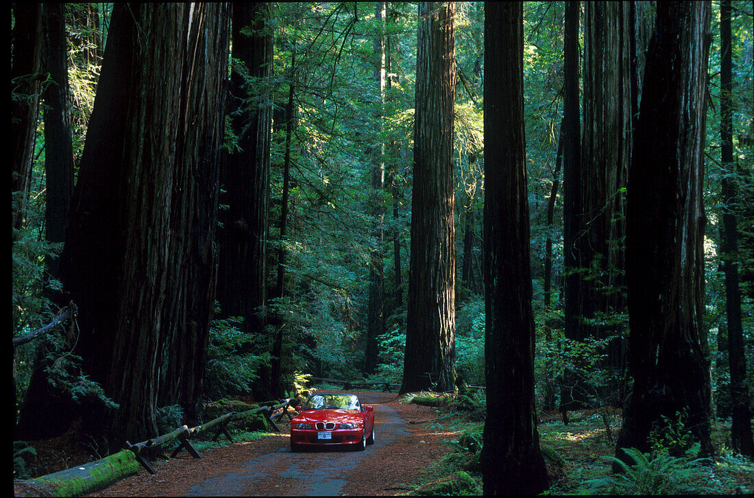 Armstrong Redwood State Reserve, Sonoma County Kalifornien, USA