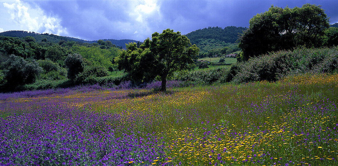Blumenwiese, bei Cercal, bei Santiago do Cacem Alentejo, Portugal
