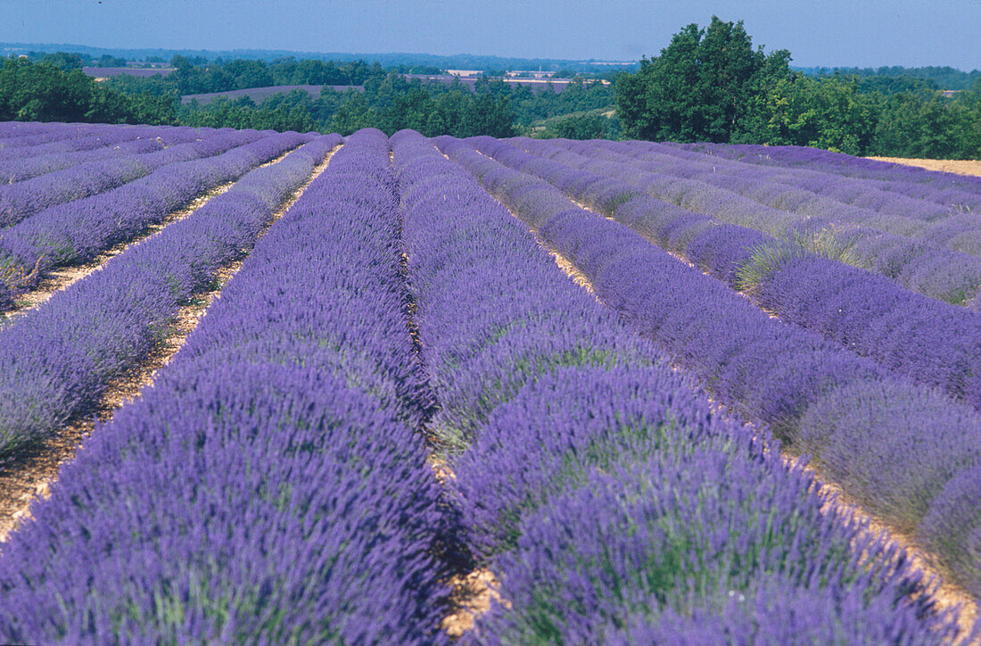 Lavendelfeld, Alpes de Haute Provence Provence, Frankreich