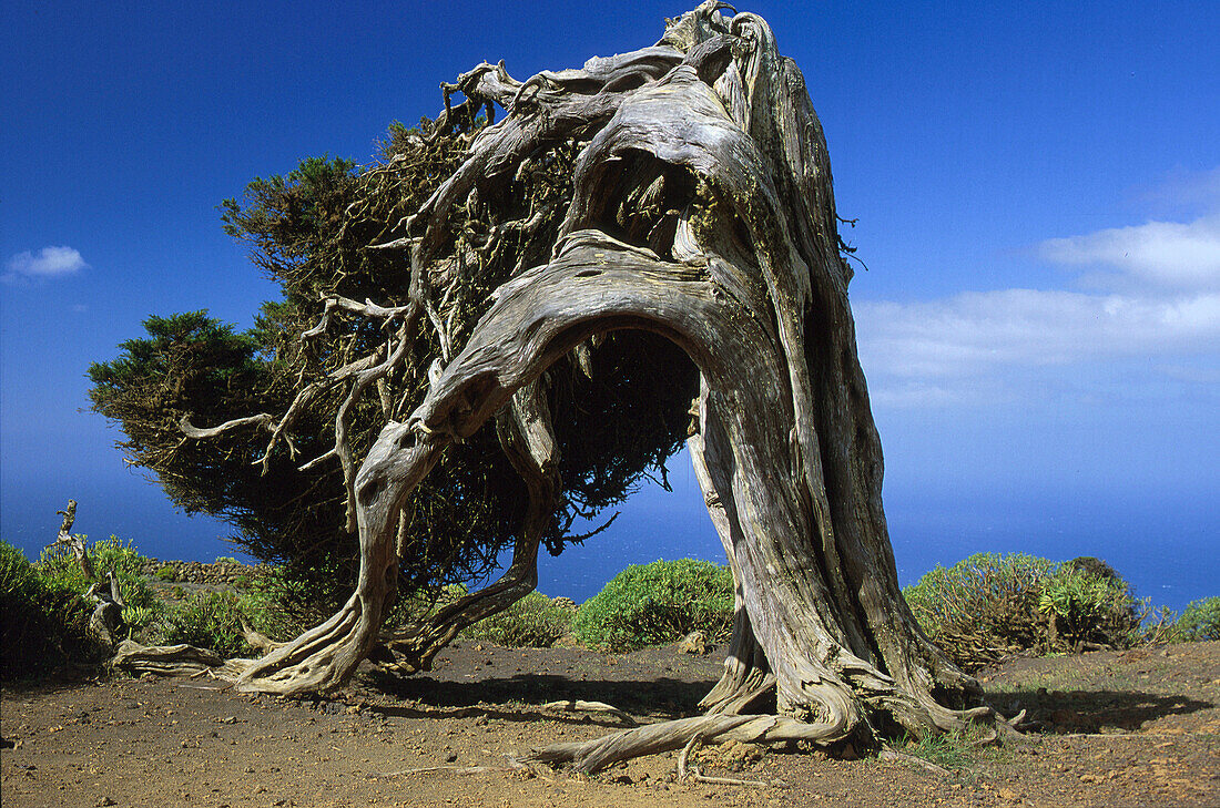 Tree at crater, El Sabinar, El Hierro, Canary Islands, Spain