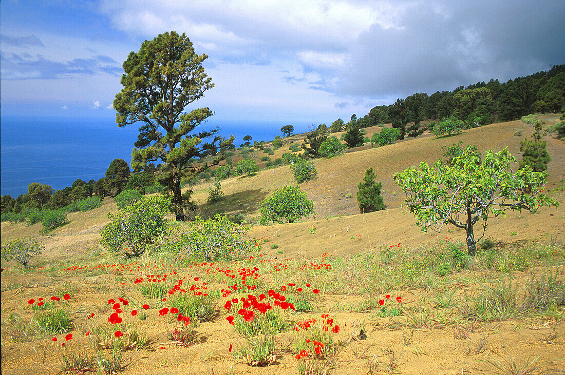 El Julan Süden, , El Hierro, Kanarische Inseln, Spanien