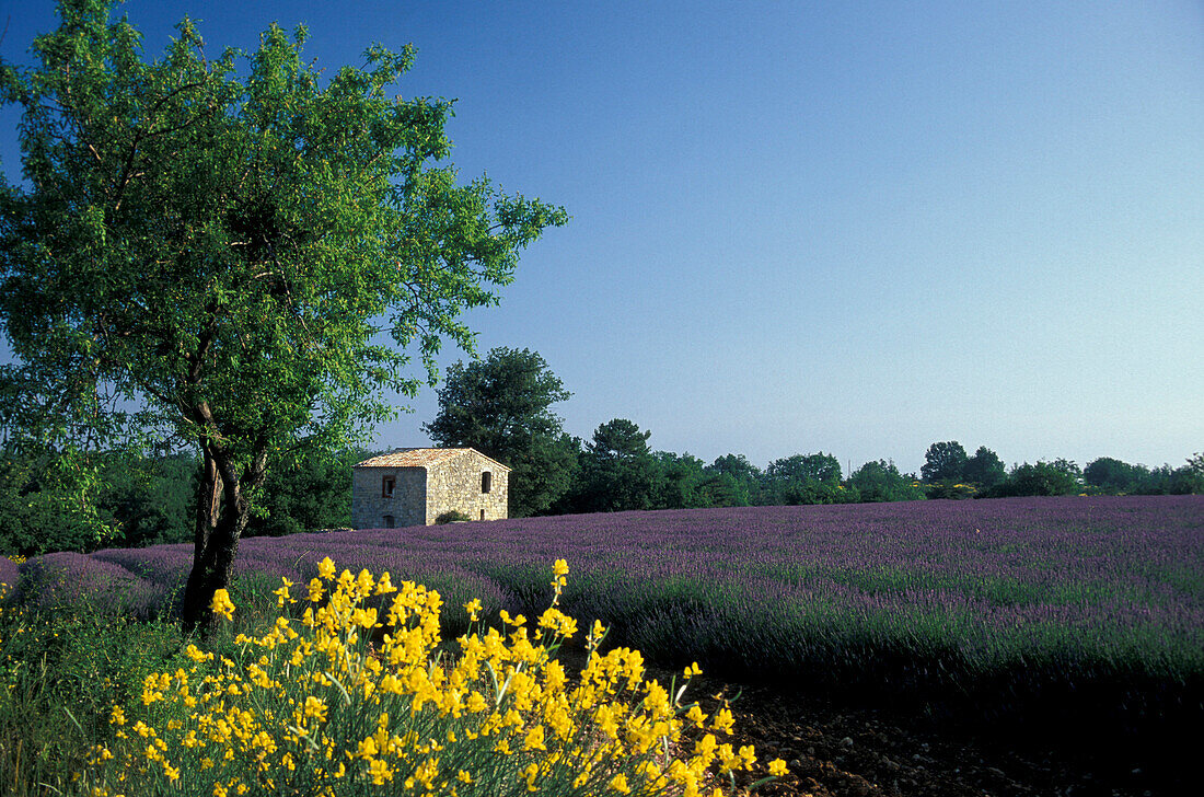 Lavender field, Provence, France