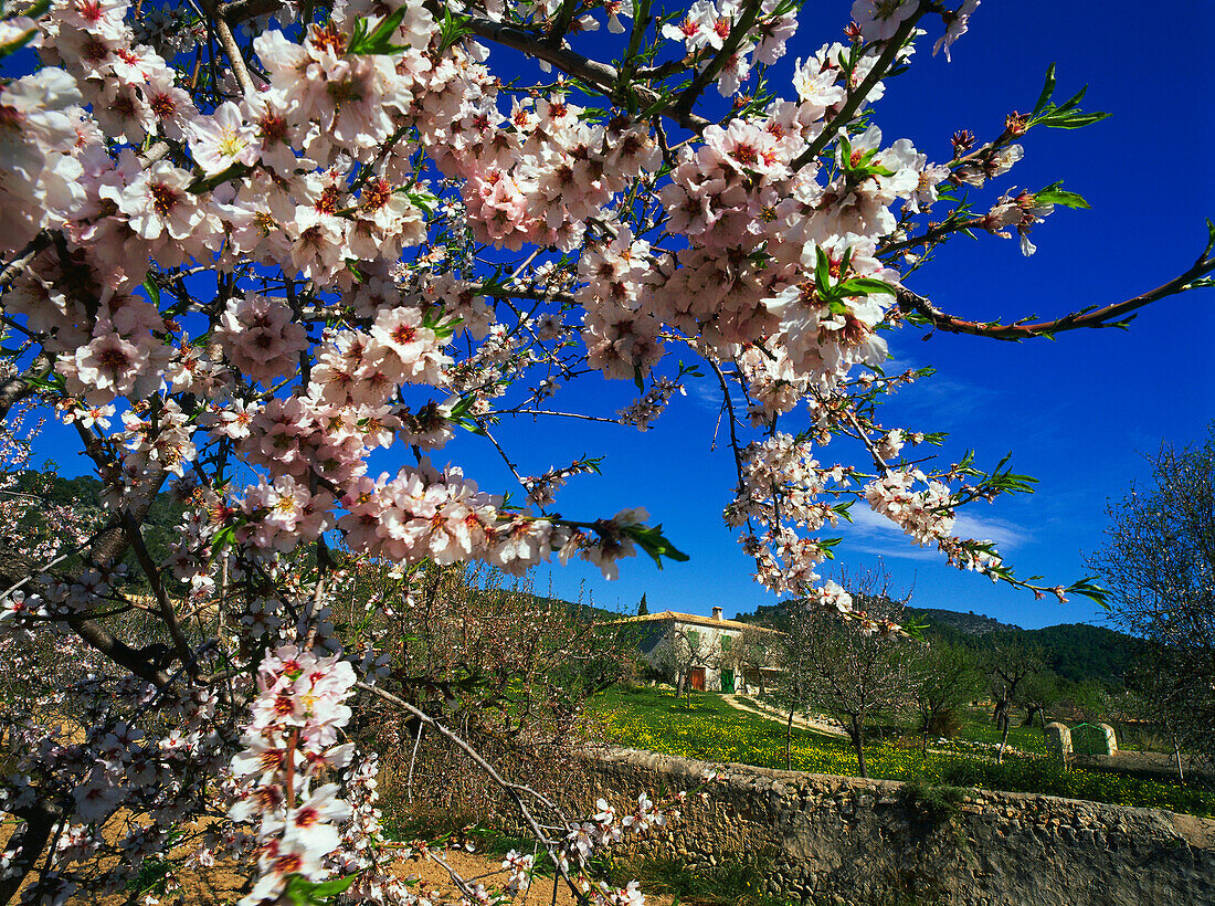 Almond trees, blossom, Majorca, Spain