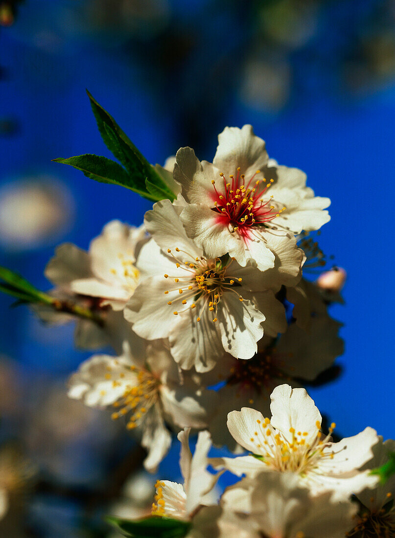 Almond blossoms, close-up, Majorca, Spain