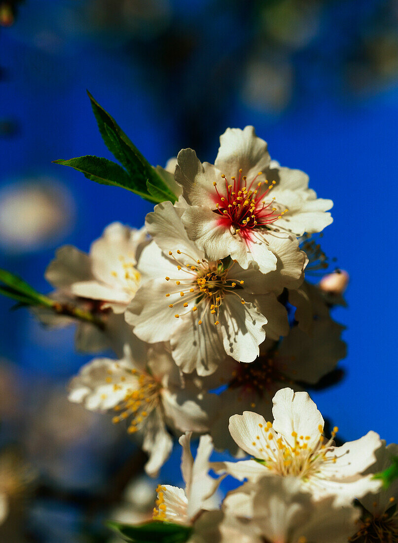 Mandelblüte, Mallorca, Spanien