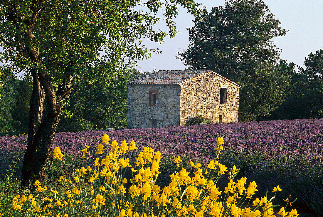 Ginster und Lavendelfeld mit Haus im Sonnenlicht, Alpes-de-Haute-Provence, Provence, Frankreich, Europa