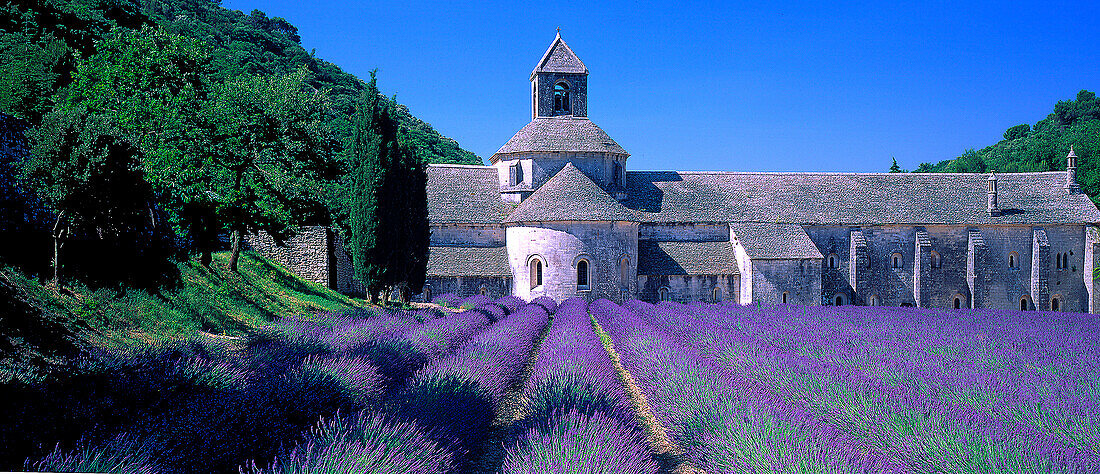 Abbaye de Sénanque, Kloster, Vaucluse, Provence Frankreich