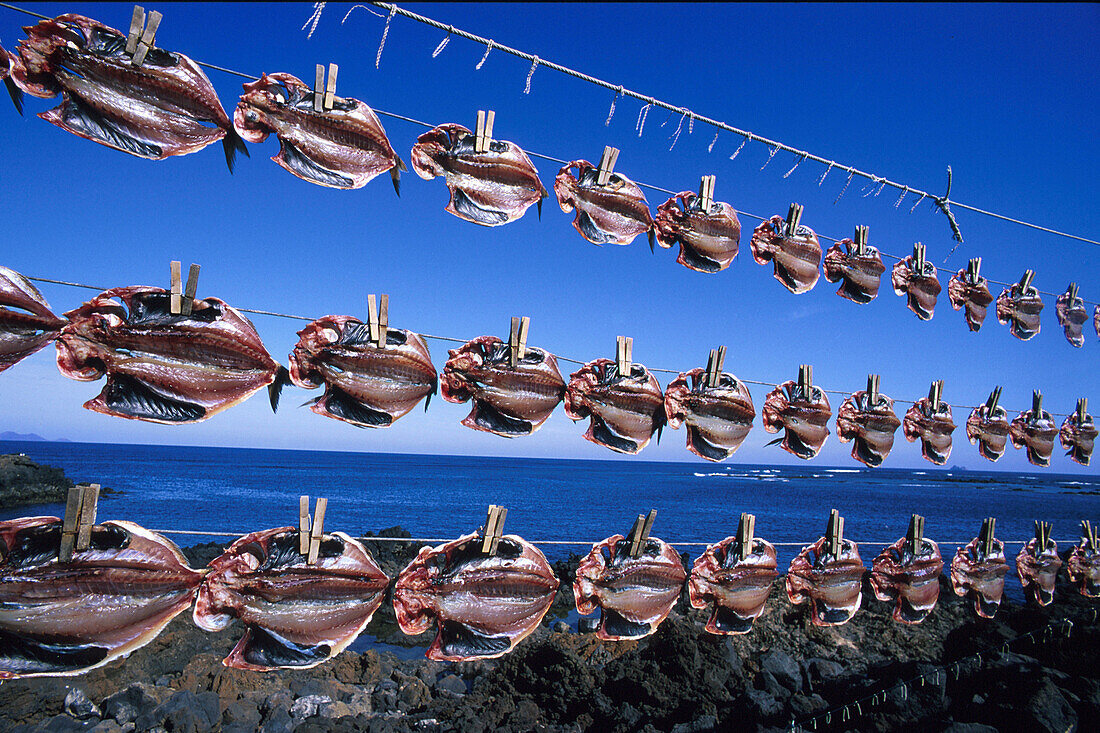 Trocknende Fische, Fischerhafen, Orzola, Lanzarote, Kanarische Inseln, Spanien