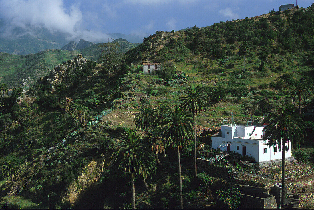 Weinberge mit Palmen, Weisses Haus, La Gomera Kanarische Inseln, Spanien