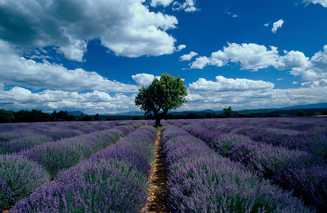 Lavendelfeld m. Mandelbaum, Alpes de Haute Provence Provence, Frankreich