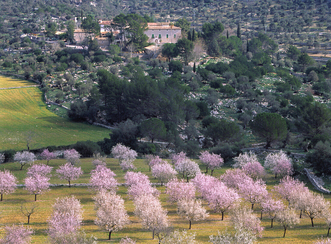 Almond trees in blossom, estate, Serra Tramuntana, Mallorca Balearen, Spain